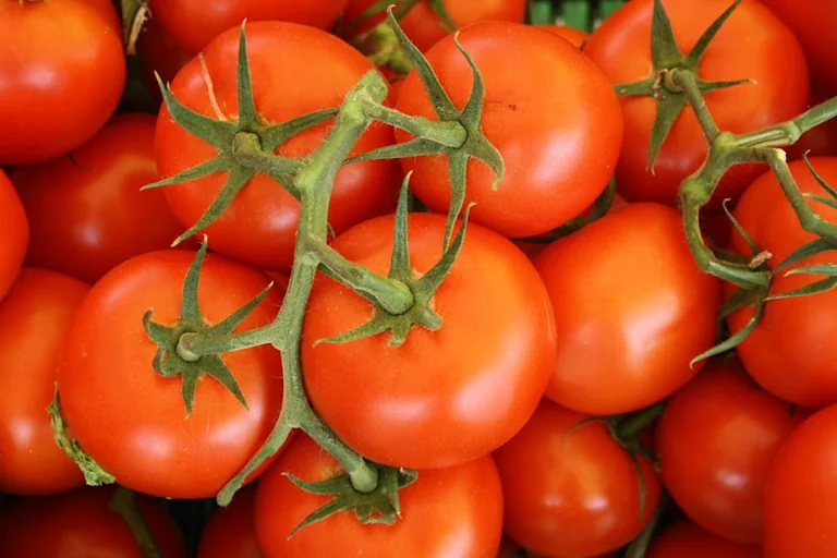 La Tomatina 2026: cómo llegar, vestir y entrar sin apuros