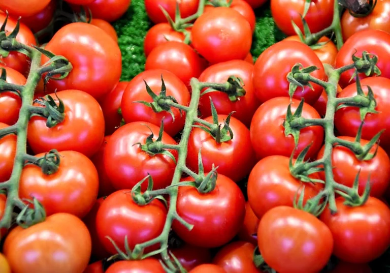 La Tomatina 2026: cómo llegar, vestir y entrar sin apuros