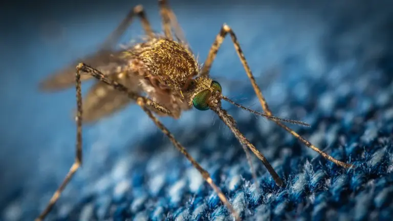 Rota actúa contra los mosquitos sin alterar la fauna del arroyo