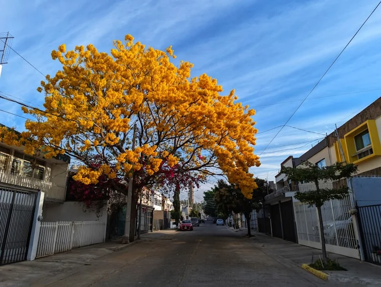 Guadalajara arropa a su patrona con flores