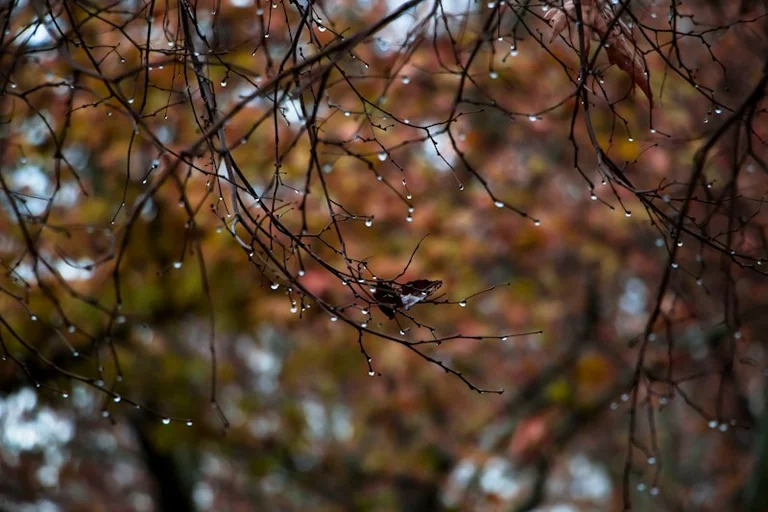 Soñar con lluvia: emociones y cambios al comenzar el otoño